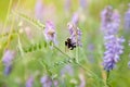 Bumblebee. Beautiful summer background. Bumblebee pollinates flowers