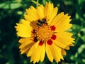 Bumblebee on beautiful yellow flowers blooming in garden Royalty Free Stock Photo