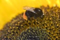 Bumblebee bee collects pollen from a yellow sunflower summer mac