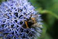 Bumblebee on a bee flower collecting pollen Royalty Free Stock Photo