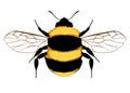 Bumblebee, Bee. Bumblebee logo. Wasp. Bumblebee on white background.