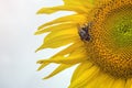 Bumblebee, bee and spider on the yellow flower of a sunflower, in the phase of filling seeds Royalty Free Stock Photo