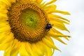 Bumblebee, bee and spider on the yellow flower of a sunflower, in the phase of filling seeds Royalty Free Stock Photo