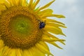 Bumblebee, bee and spider on the yellow flower of a sunflower, in the phase of filling seeds Royalty Free Stock Photo