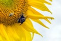 Bumblebee, bee and spider on the yellow flower of a sunflower, in the phase of filling seeds Royalty Free Stock Photo