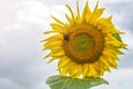 Bumblebee, bee and spider on the yellow flower of a sunflower, in the phase of filling seeds Royalty Free Stock Photo