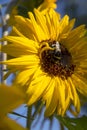 Bumblebee bee on a sunflower flower close up against the sky Royalty Free Stock Photo