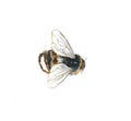 Bumblebee or bee on a white background can be used as a print on a t-shirt or as a picture on the wall.