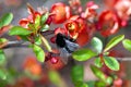 Bumblebee on blooming Chaenomeles japonica shrub