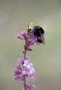 Bumblebee on blooming daphne twig Royalty Free Stock Photo