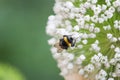 Bumblebee in blooming onion