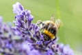 Bumblebee on a Blooming purple lavender flower and green grass in meadows or fields Blurry natural background Soft focus Royalty Free Stock Photo