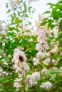 The bumblebee. Blooming spring flowers. Beautiful flowering flowers of lilac tree. Spring concept. The branches of lilac on a tree Royalty Free Stock Photo