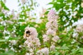 The bumblebee. Blooming spring flowers. Beautiful flowering flowers of lilac tree. Spring concept. The branches of lilac on a tree Royalty Free Stock Photo