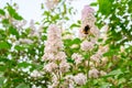 The bumblebee. Blooming spring flowers. Beautiful flowering flowers of lilac tree. Spring concept. The branches of lilac on a tree Royalty Free Stock Photo