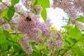 The bumblebee. Blooming spring flowers. Beautiful flowering flowers of lilac tree. Spring concept. The branches of lilac on a tree Royalty Free Stock Photo