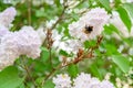 The bumblebee. Blooming spring flowers. Beautiful flowering flowers of lilac tree. Spring concept. The branches of lilac