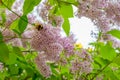 The bumblebee. Blooming spring flowers. Beautiful flowering flowers of lilac tree. Spring concept. The branches of lilac Royalty Free Stock Photo