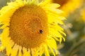 Bumblebee on a blooming sunflower in summer. A bumblebee pollinating on a yellow sunflower and collecting nectar and Royalty Free Stock Photo