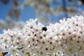 Bumblebee in blossom of cherry tree against the sky