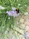 bumblebee on a blossom of lavendar Royalty Free Stock Photo