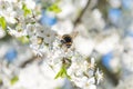 Bumblebee at blossom of Mirabelle plum