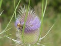 Bumblebee blossom of a teasel flower