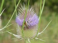 Bumblebee blossom of a teasel flower