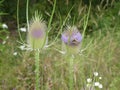 Bumblebee blossom of a teasel flower