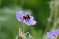 bumblebee on blue flowers of meadow cranesbill Royalty Free Stock Photo