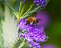 Bumblebee on a bluebeard flower blossom