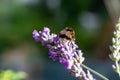 Bumblebee or bomba drinks nectar from a lavender plant and pollinates it in summertime Royalty Free Stock Photo