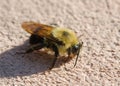 A bumblebee, Bombus bimaculatus, resting Royalty Free Stock Photo