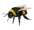 Bumblebee Bombus illustration