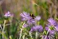 Bumblebee (bombus) collecting pollen.