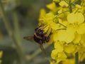 Bumblebee, Bombus, collects nectar on rapeseed blossom
