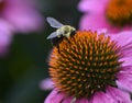 Bumblebee Bombus feeding on Purple Coneflower Royalty Free Stock Photo