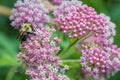 Bumblebee, Bombus, feeds on pink swamp milkweed, Asclepias incarnata, on a summer morning