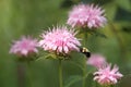 Bumblebee Grabbing Pink Bee Balm Flower Royalty Free Stock Photo