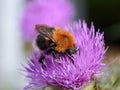 Tree bumblebee Bombus hypnorum on flower Royalty Free Stock Photo