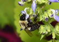 A Bumblebee, Bombus impatiens, on a coleus flower
