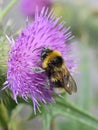 Bombus lucorum yellow and black bumblebee pollinator Royalty Free Stock Photo