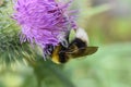 Bombus lucorum yellow and black bumblebee pollinator Royalty Free Stock Photo