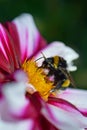 Bumblebee Bombus lucorum Royalty Free Stock Photo