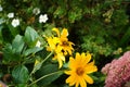 The bumblebee Bombus pascuorum collects nectar from a flower of Heliopsis helianthoides in September. Berlin, Germany Royalty Free Stock Photo