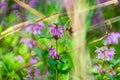 Bumblebee or Bombus pascuorum harvesting pollen in wild meadow