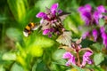 Bumblebee or Bombus pascuorum picking pollen of spring wild meadow Dead-Nettle