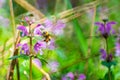 Bumblebee or Bombus pascuorum harvesting pollen in wild meadow