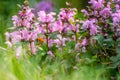 Dead-Nettle in wild meadow, Bombus pascuorum picking pollen