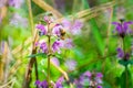 Summer medow Bumblebee licking pollen of spring wild meadow Dead-Nettle Royalty Free Stock Photo